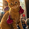 cat, ginger_cat, boxing_gloves, indoor, sunlight, table, pet, animal, fur, ears, whiskers, eyes, domestic, cute, closeup, still_life, decor, vintage_items, bottle, jar