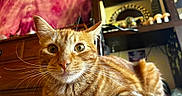 Master Jericho is registered to the contest to win money with this photo: animal, bed, cat, close_up, cozy, curious, domestic_cat, eyes, feline, fur, home, indoor, orange_tabby, pet, portrait, relaxed, resting, tapestry, whiskers, wooden_furniture