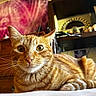 animal, bed, cat, close_up, cozy, curious, domestic_cat, eyes, feline, fur, home, indoor, orange_tabby, pet, portrait, relaxed, resting, tapestry, whiskers, wooden_furniture