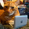 Master Jericho joined the competition — help win amazing prizes! animal, cat, closeup, computer, cozy, curious, cute, domestic_cat, ears, feline, fur, home, indoor, laptop, orange_tabby, pet, relaxed, resting, technology, whiskers