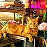 Master Jericho joined the competition — help win amazing prizes! cat, ginger_cat, table, flower, pink_flower, hand, vase, indoor, decor, lights, ornaments, shelf, relaxing, feline, pet, orange_cat, curious, animal, cozy, colorful