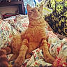 cat, orange_cat, tabby, pet, indoor, bed, blanket, fluffy, curious, animal, feline, resting, cozy, patterned_wall, tapestry, colorful, fur, whiskers, ears, sitting