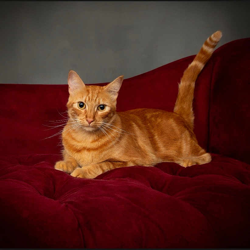 Master Jericho joined the competition — help win amazing prizes! animal, cat, couch, cozy, cute, domestic_cat, ears, feline, fur, indoor, mammal, orange_tabby, pet, portrait, red_couch, relaxed, resting, tail_up, velvet, whiskers
