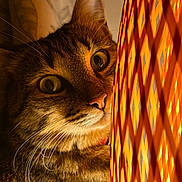 Yuna participe au concours pour gagner de l'argent avec cette photo : cat, close_up, orange_light, lattice, whiskers, curious, indoor, pet, feline, warm_light, portrait, tabby, face, animal, domestic_cat, cute, eyes, night, cozy