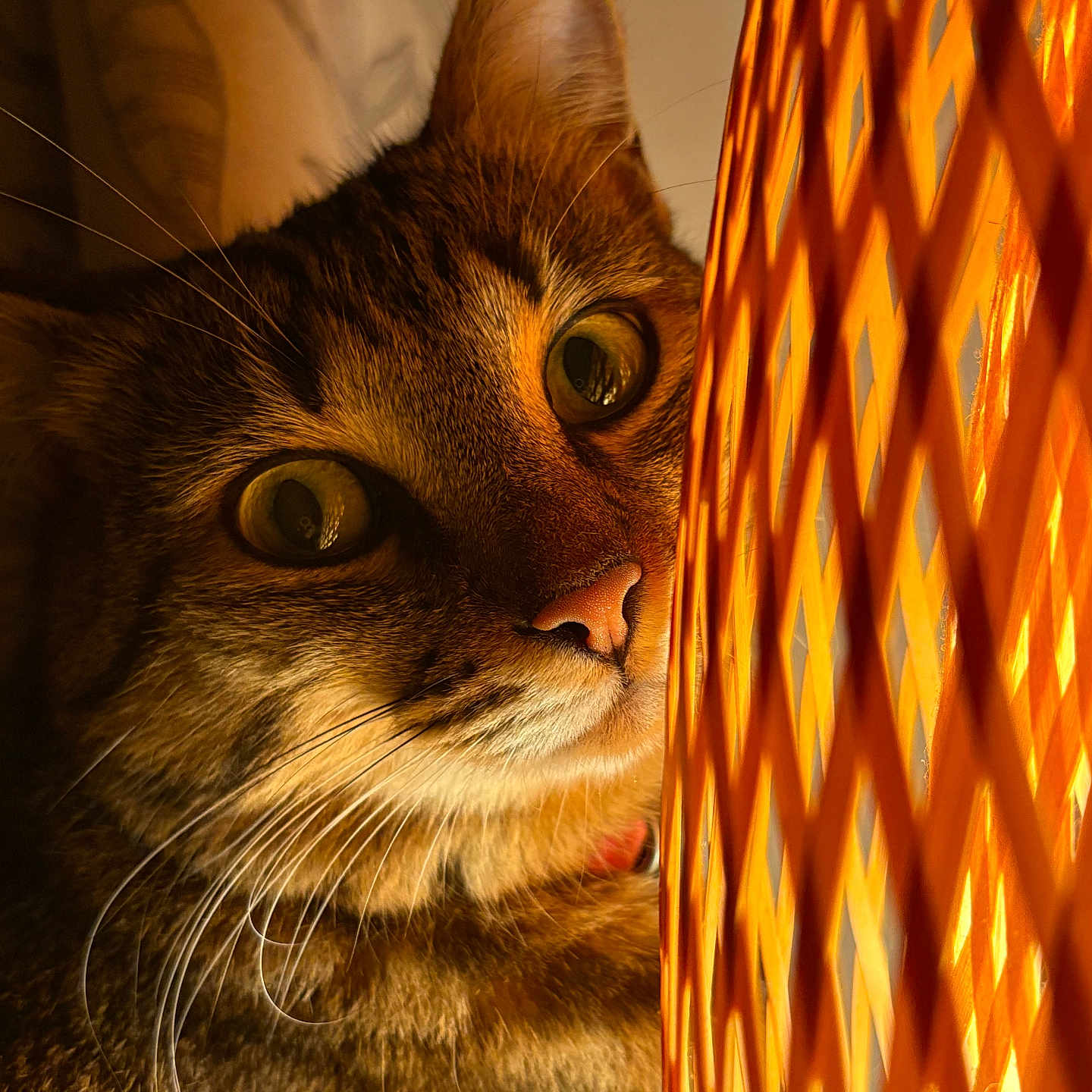 Yuna participe au concours pour gagner de l'argent avec cette photo : cat, close_up, orange_light, lattice, whiskers, curious, indoor, pet, feline, warm_light, portrait, tabby, face, animal, domestic_cat, cute, eyes, night, cozy