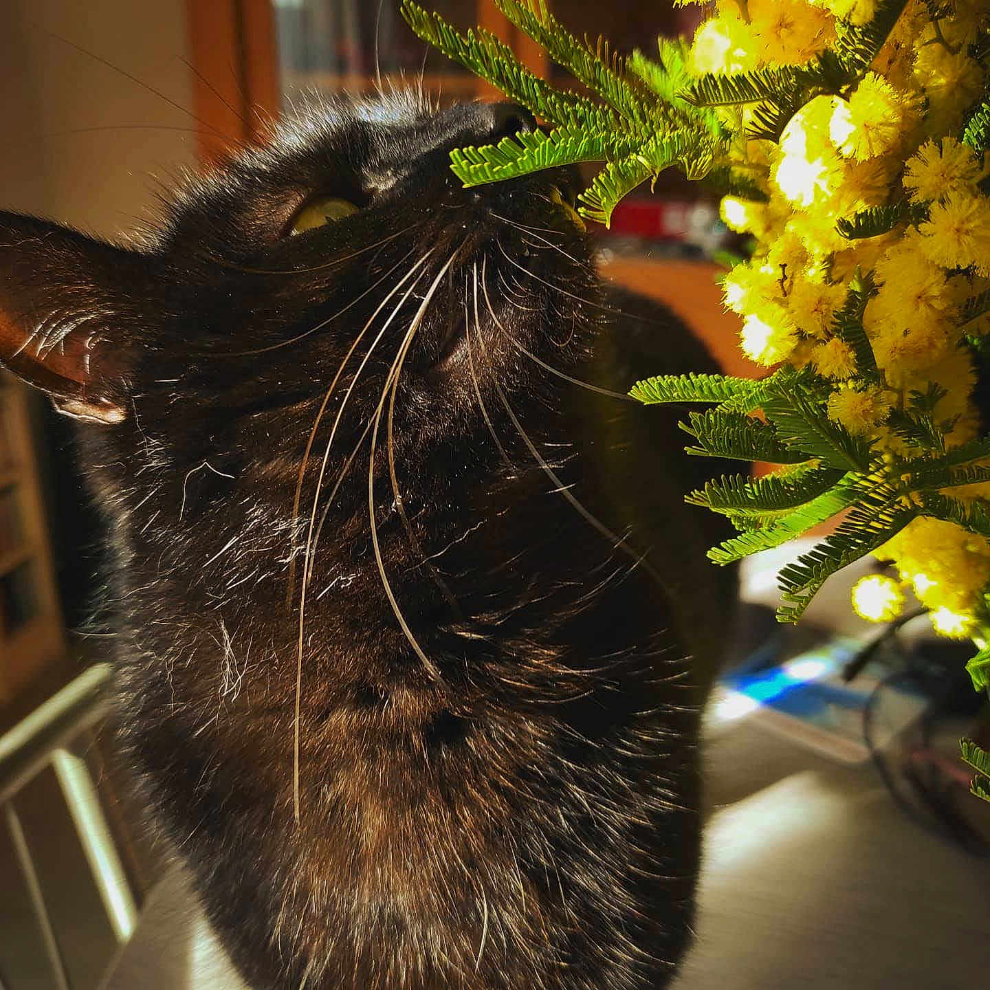 Blacky