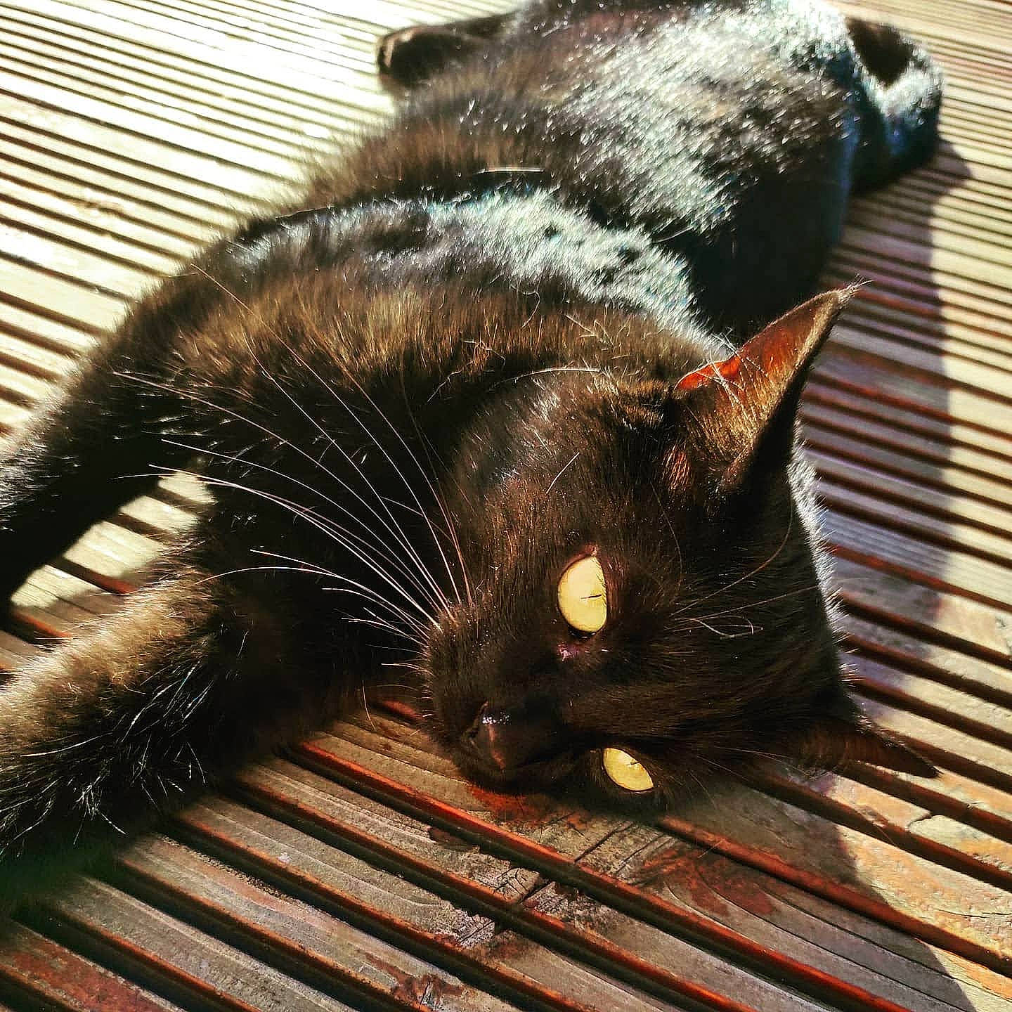 Blacky a rejoint le concours — aidez-le/la à gagner de superbes lots ! black_cat, brown, carnivore, cat, claw, comfort, domestic_short_haired_cat, felidae, flooring, fur, havana_brown, nap, paw, plant, small_to_medium_sized_cats, snout, tail, terrestrial_animal, whiskers, wood