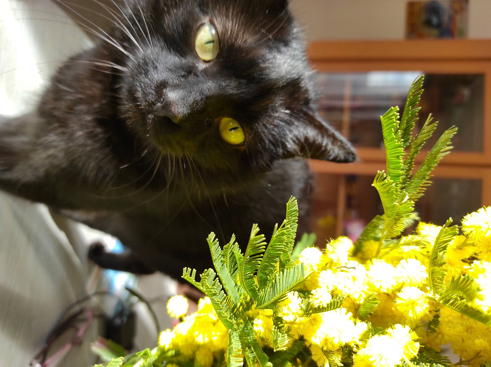 Blacky participe au concours pour gagner de l'argent avec cette photo : annual_plant, black_cat, carnivore, cat, domestic_short_haired_cat, felidae, floristry, flower, flower_arranging, flowering_plant, fur, grass, houseplant, petal, plant, small_to_medium_sized_cats, snout, whiskers, window, yellow