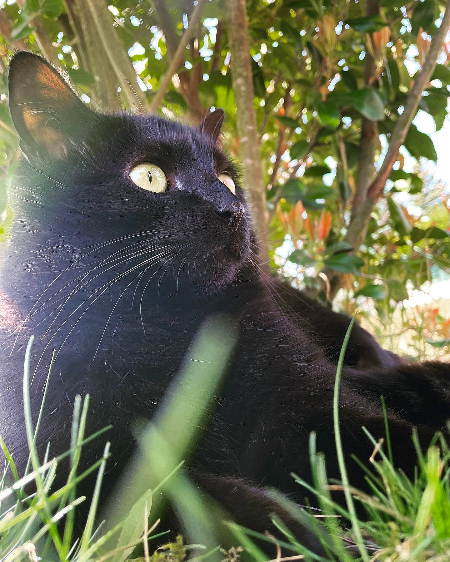 Blacky participe au concours pour gagner de l'argent avec cette photo : black_cat, bombay, carnivore, cat, domestic_short_haired_cat, eye, felidae, fur, grass, iris, plant, shrub, small_to_medium_sized_cats, snout, tail, terrestrial_animal, tree, whiskers, wildlife