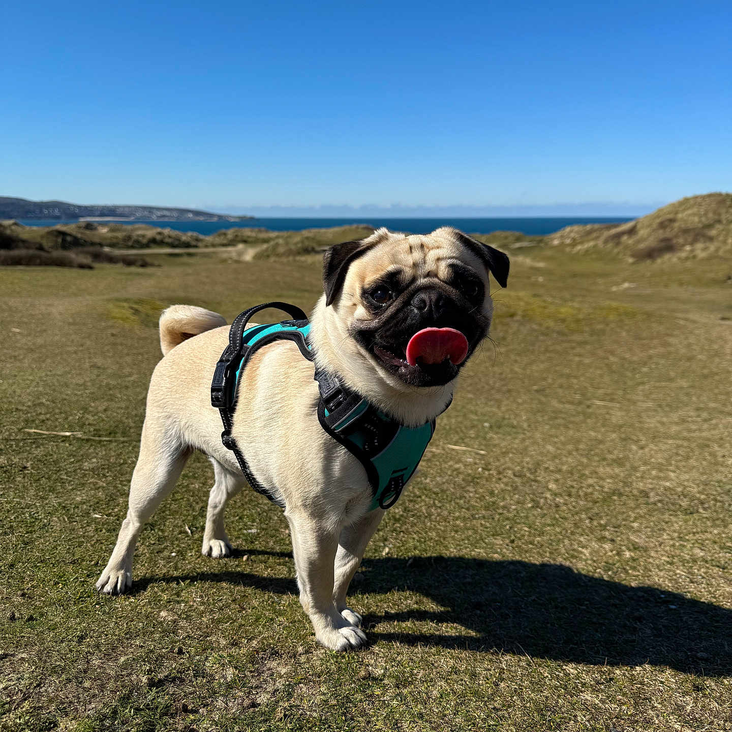 Oakes is registered to the contest to win money with this photo: animal, bodypart, bulldog, canine, dog, field, grass, grassland, harness, mouth, nature, outdoors, person, pet, pitbull, plant, pug, puppy, tongue, walkingdog