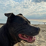 Romy a rejoint le concours — aidez-le/la à gagner de superbes lots ! dog, beach, sand, sky, clouds, ocean, canine, outdoor, sunlight, panting, close_up, animal, summer, nature, happy, pet, snout, teeth, fur, daytime