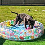 Romy participe au concours pour gagner de l'argent avec cette photo : dog, inflatable_pool, water, grass, outdoor, toy, yellow_duck, fence, sunlight, summer, pet, playful, animal, pool, backyard, canine, sniffing, colorful, plastic, fun