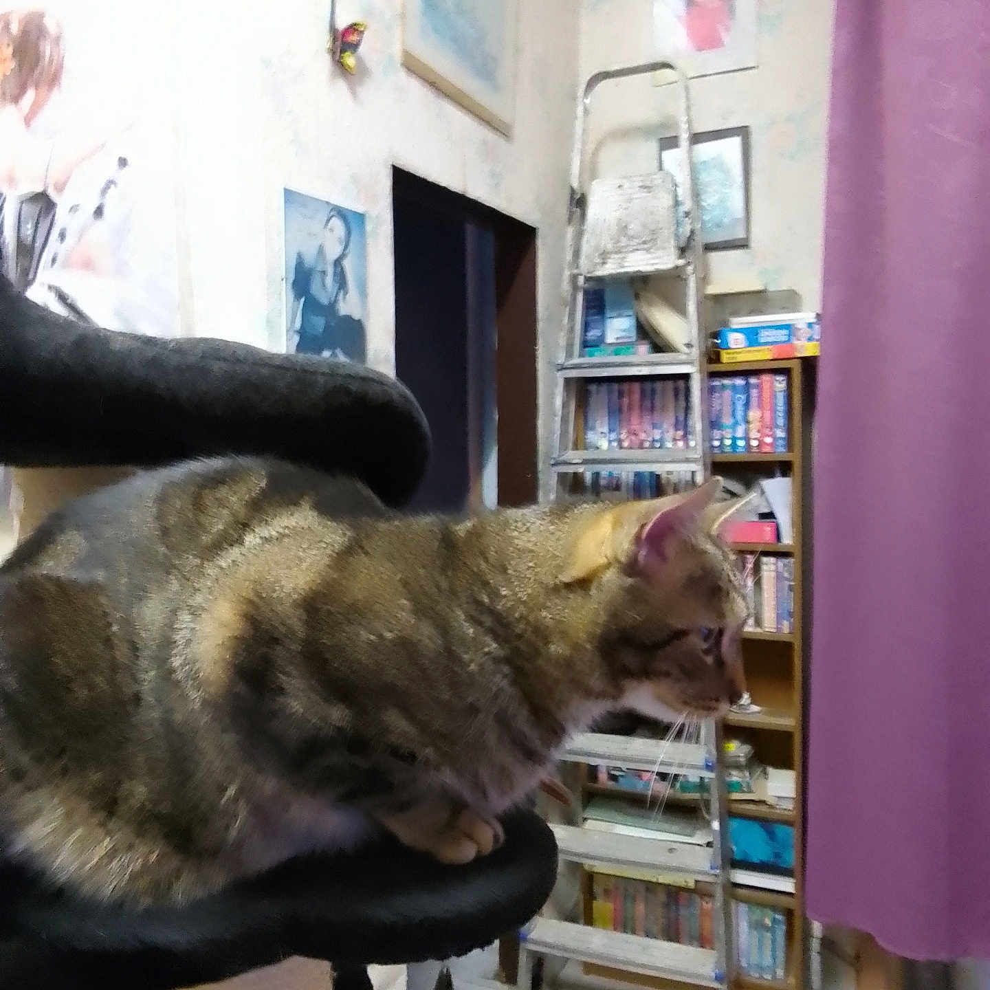 Tao a rejoint le concours — aidez-le/la à gagner de superbes lots ! animal, bookshelf, cat, cat_tree, curtain, dog_statue, domestic_animal, feline, floor, furniture, home_interior, indoor, ladder, looking, pet, poster, sitting, statue, tabby_cat, wall