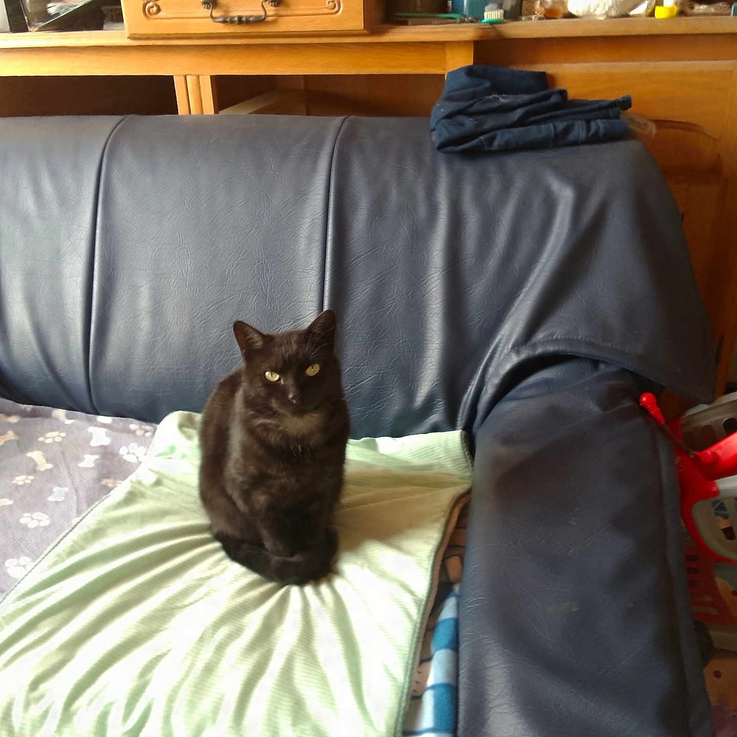 Noirot a rejoint le concours — aidez-le/la à gagner de superbes lots ! animal, black_cat, blanket, calm, cat, couch, cozy, domestic, folded_clothes, furniture, home, indoor, leather, living_room, looking, pet, quiet, sitting, toy, wooden_cabinet