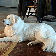 Sadie joined the competition — help win amazing prizes! dog, white_dog, indoor, rug, floor, furniture, wood_floor, pet, canine, lying_down, calm, relaxed, house, domestic, mammal, tail, fur, paw, room, cozy