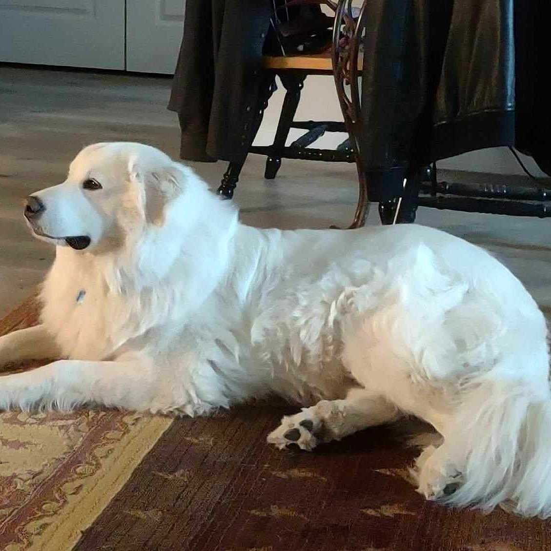 Sadie joined the competition — help win amazing prizes! calm, canine, cozy, dog, domestic, floor, fur, furniture, house, indoor, lying_down, mammal, paw, pet, relaxed, room, rug, tail, white_dog, wood_floor