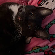 Maxwell is registered to the contest to win money with this photo: cat, black_and_white, whiskers, tongue, ears, blanket, pink, cartoon_pattern, cozy, cute, pet, animal, feline, closeup, indoor, soft, fur, relaxed, playful, snuggled