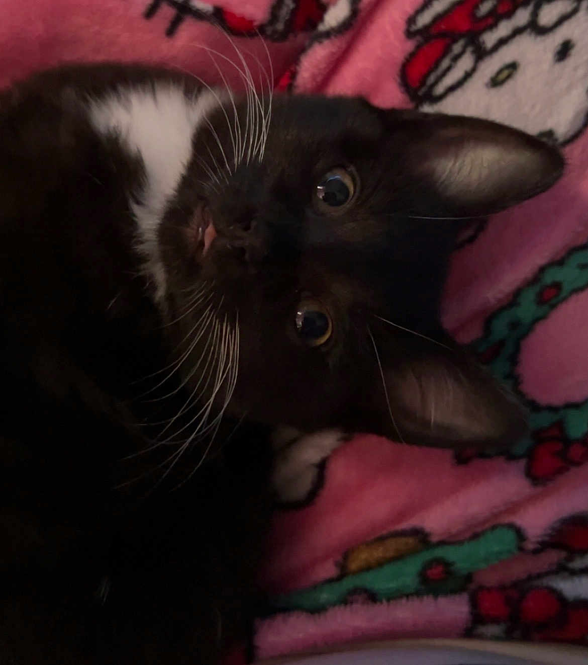 Maxwell is registered to the contest to win money with this photo: cat, black_and_white, whiskers, tongue, ears, blanket, pink, cartoon_pattern, cozy, cute, pet, animal, feline, closeup, indoor, soft, fur, relaxed, playful, snuggled