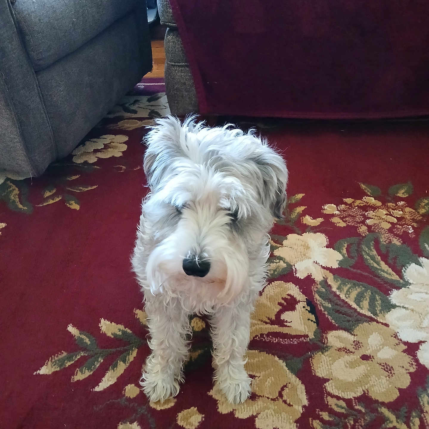 Charlie Daniels joined the competition — help win amazing prizes! animal, blanket, carpet, chair, couch, cozy, cute, decor, dog, domestic_animal, floor, fluffy, furniture, gray, home, indoor, living_room, pet, standing, white