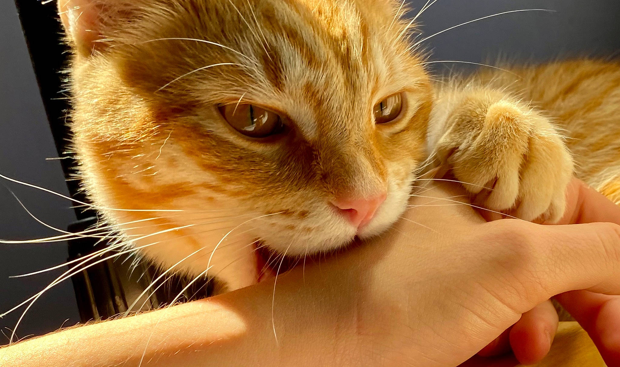 Oliver joined the competition — help win amazing prizes! carnivore, cat, claw, close_up, comfort, domestic_short_haired_cat, ear, eyelash, fawn, felidae, fur, gesture, nail, paw, small_to_medium_sized_cats, snout, thumb, whiskers, wildlife