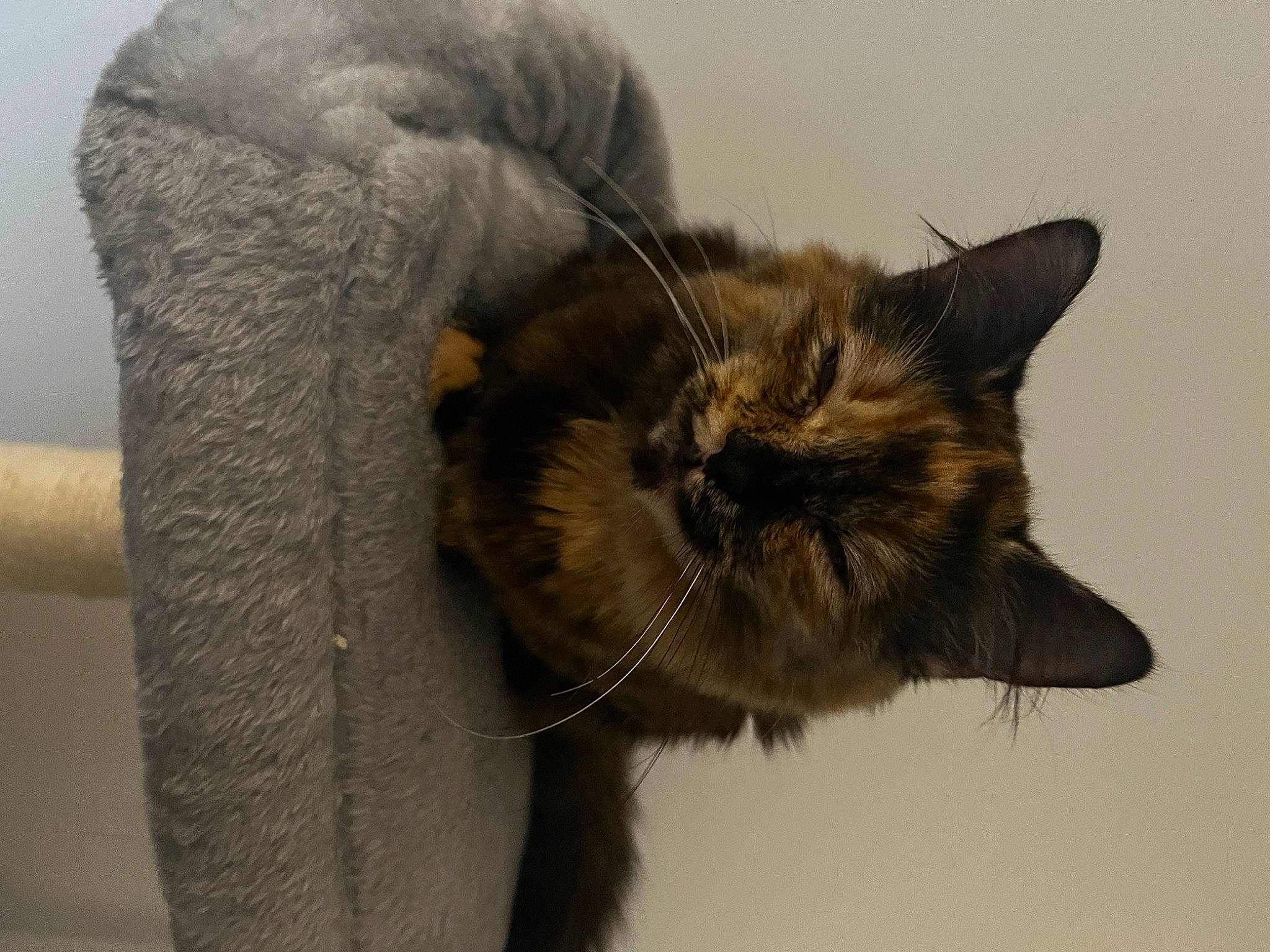 Tiana a rejoint le concours — aidez-le/la à gagner de superbes lots ! carnivore, cat, claw, close_up, domestic_short_haired_cat, ear, eye, fawn, felidae, fur, grey, paw, small_to_medium_sized_cats, snout, tail, terrestrial_animal, vertebrate, whiskers, wildlife, working_animal