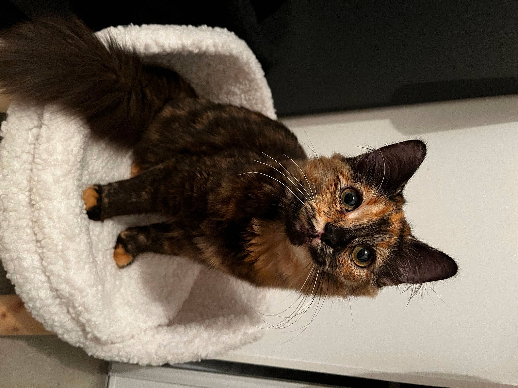 Tiana a rejoint le concours — aidez-le/la à gagner de superbes lots ! black_cat, carnivore, cat, claw, comfort, domestic_short_haired_cat, fawn, felidae, fur, mammal, paw, small_to_medium_sized_cats, tail, whiskers