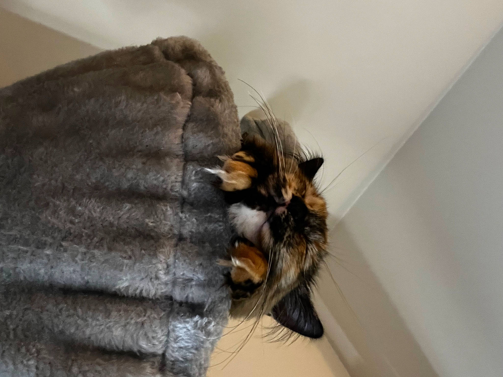 Tiana participe au concours pour gagner de l'argent avec cette photo : bed, canidae, carnivore, claw, comfort, companion_dog, couch, dog_breed, ear, fawn, felidae, fur, hardwood, nap, small_to_medium_sized_cats, sporting_group, tail, whiskers, window, wood