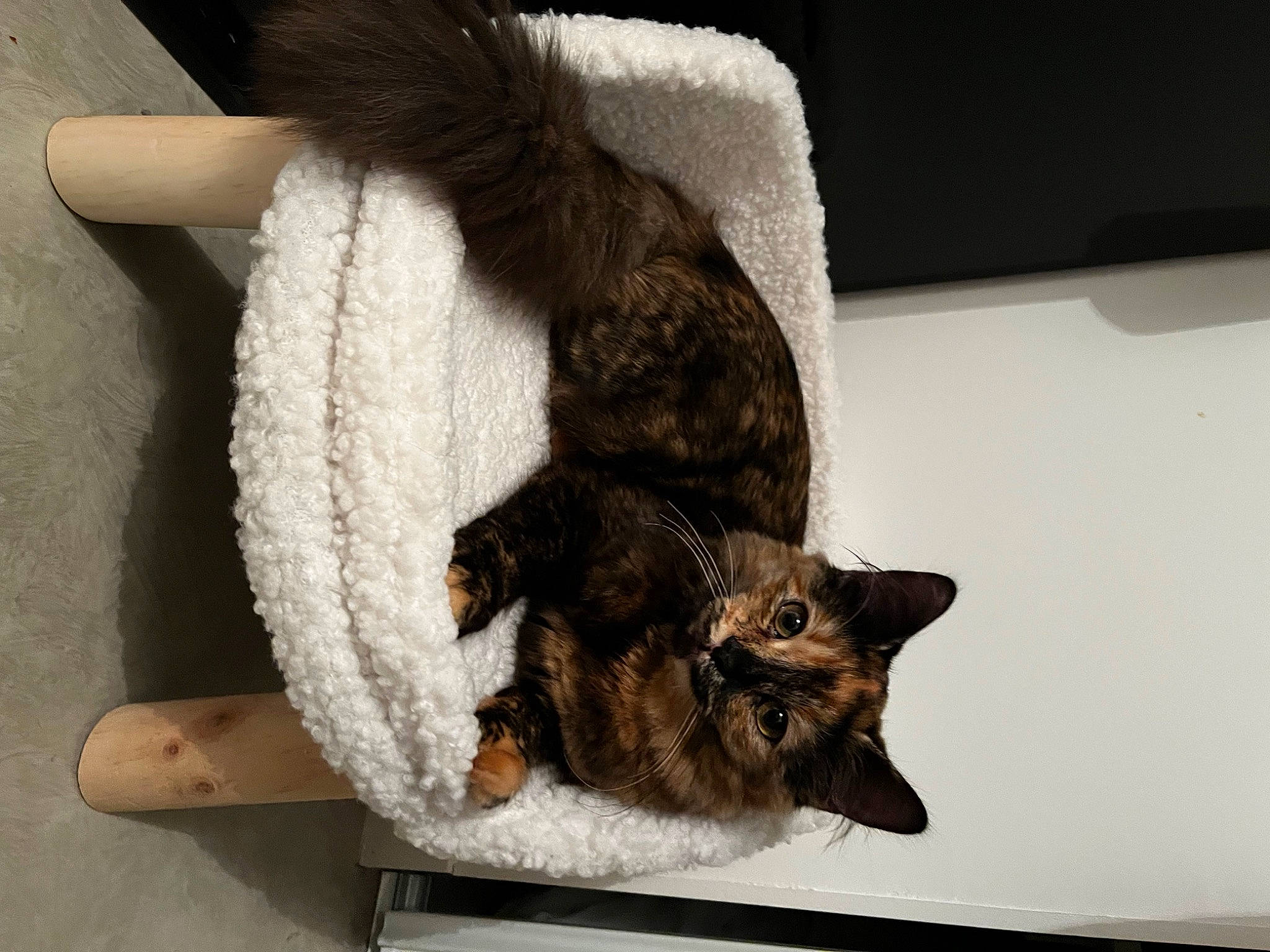 Tiana a rejoint le concours — aidez-le/la à gagner de superbes lots ! canidae, carnivore, cat, cat_bed, cat_supply, claw, comfort, domestic_short_haired_cat, fawn, felidae, fur, natural_material, pet_supply, small_to_medium_sized_cats, snout, tail, tree, whiskers, window, wood