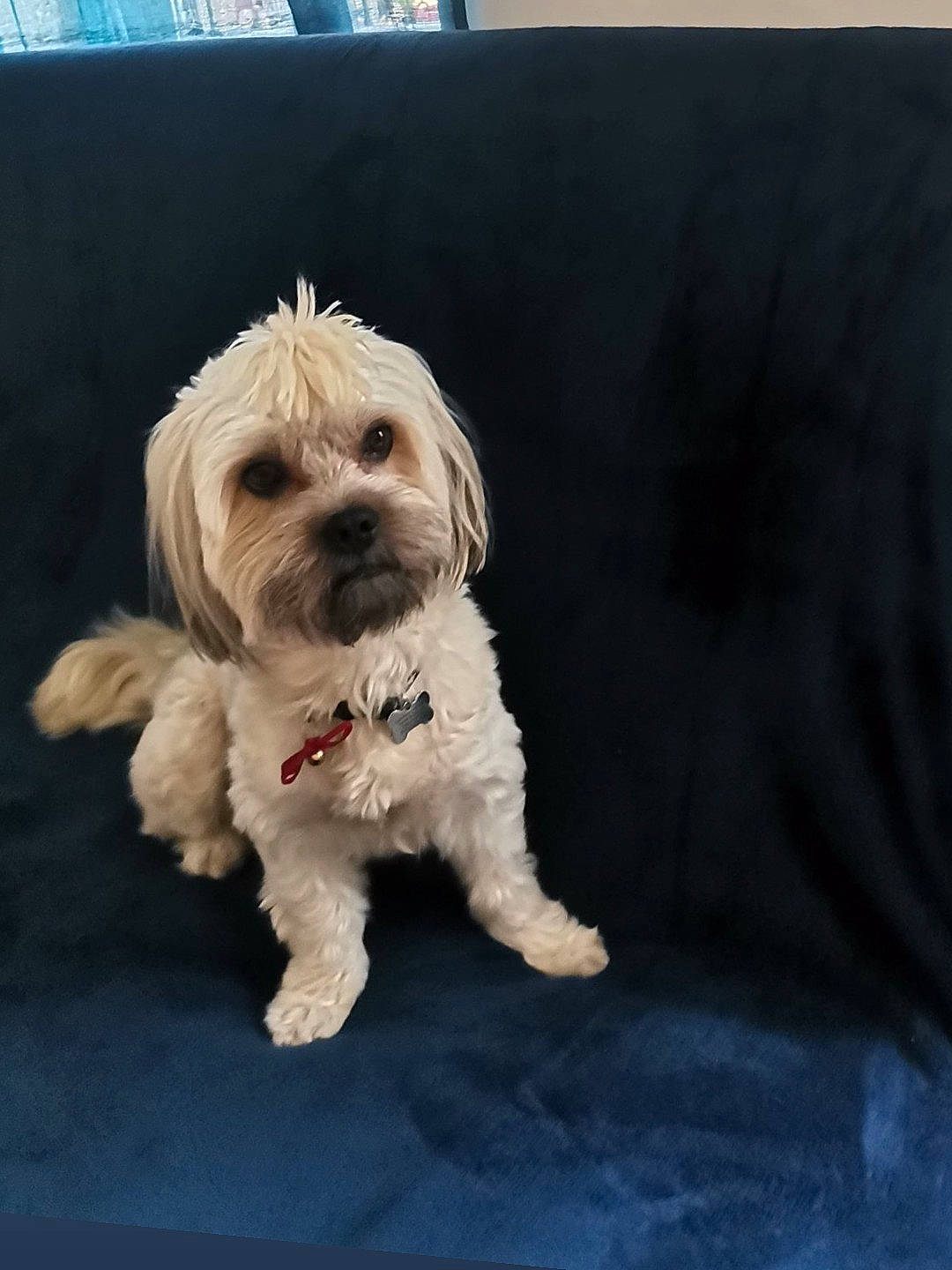 Lucky participe au concours pour gagner de l'argent avec cette photo : carnivore, cloud, companion_dog, dog, dog_breed, dog_collar, dog_supply, fur, labradoodle, poodle_crossbreed, puppy_love, rectangle, sky, small_terrier, snout, sporting_group, terrier, toy_dog, water_dog, yorkipoo