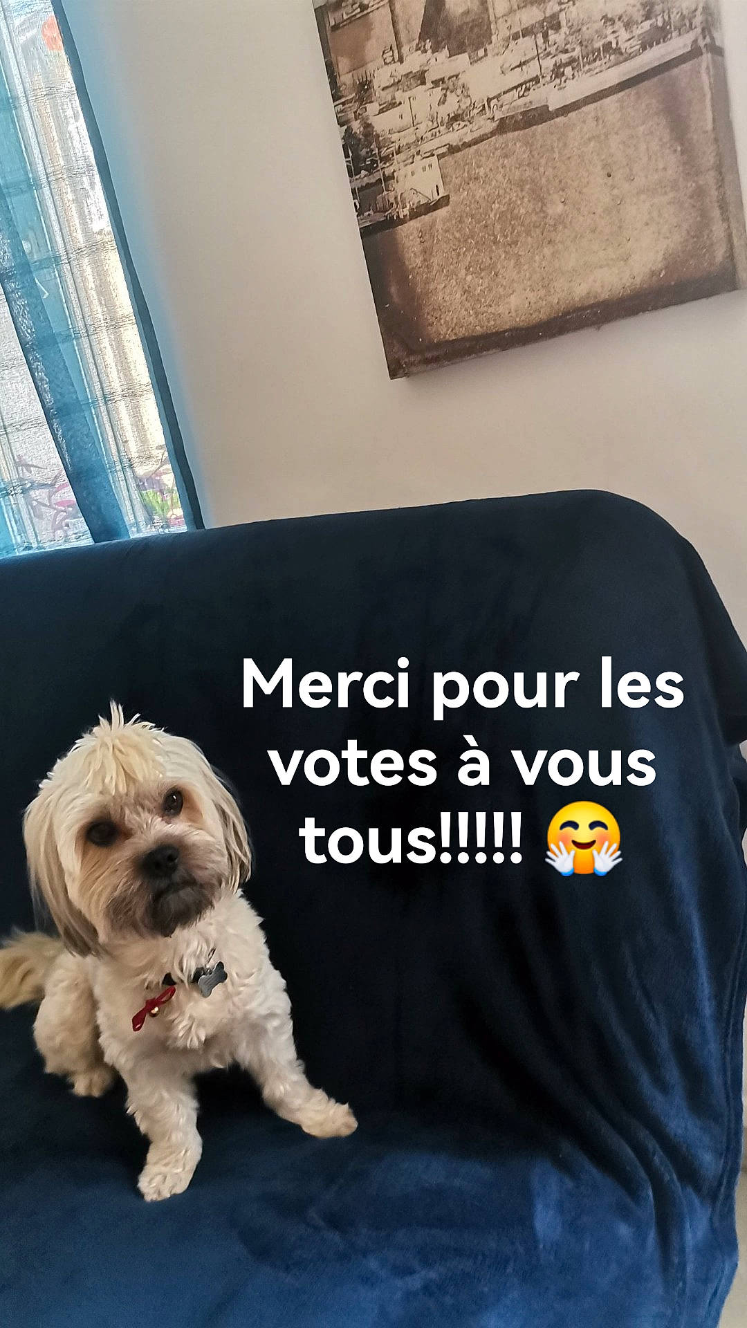 Lucky participe au concours pour gagner de l'argent avec cette photo : active_shirt, canidae, carnivore, companion_dog, dog, dog_breed, dog_collar, dog_supply, flooring, font, maltepoo, pet_supply, room, sleeve, small_terrier, snout, sporting_group, t_shirt, terrier, toy_dog