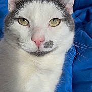 Frosty joined the competition — help win amazing prizes! animal, blanket, blue, cat, close_up, cute, domestic_cat, ears, eyes, feline, fur, gray_cat, indoor, pet, pink_nose, portrait, resting, soft_light, whiskers, white_cat