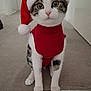 cat, festive, santa_hat, red_clothing, indoor, carpet, pet, animal, cute, holiday, costume, white, tabby, curious, wide_eyes, sitting, portrait, feline, whiskers, pink_nose