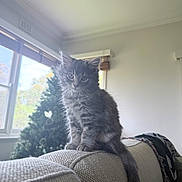 Lenny joined the competition — help win amazing prizes! cat, christmas_tree, couch, cozy, curious, daylight, domestic_animal, feline, fluffy, furniture, gray_fur, home, indoor, kitten, pet, sitting, sunlight, tail, window, young_cat