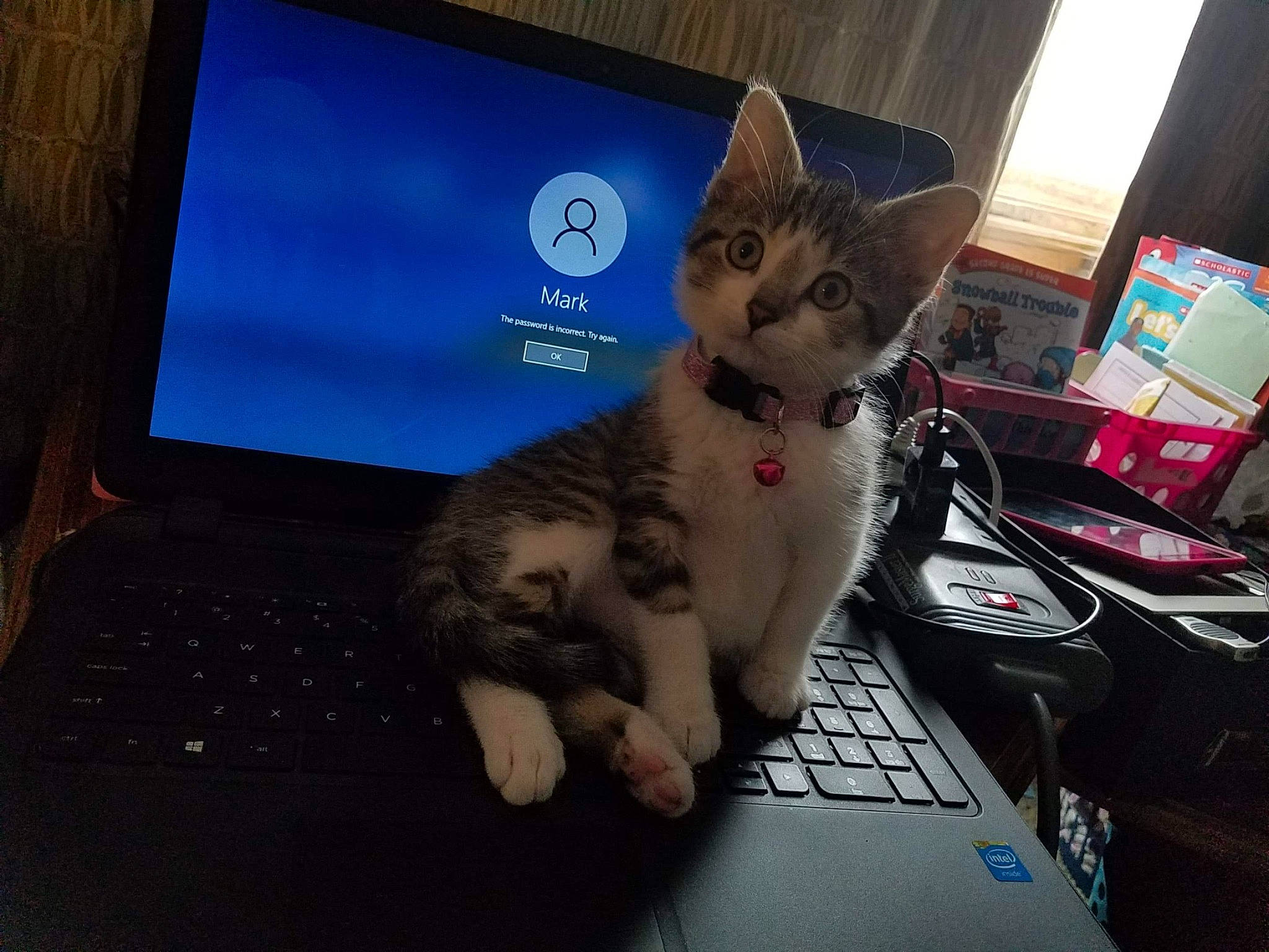 Buddy joined the competition — help win amazing prizes! carnivore, cat, computer, computer_accessory, computer_hardware, display_device, electronic_device, felidae, flat_panel_display, input_device, laptop_accessory, laptop_part, led_backlit_lcd_display, output_device, peripheral, personal_computer, personal_computer_hardware, small_to_medium_sized_cats, technology, whiskers