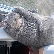 Nova is registered to the contest to win money with this photo: cat, gray_cat, sleeping, paw_covering_face, windowsill, window_screen, sunlight, indoor, pet, feline, fur, cozy, relaxed, resting, animal, closeup, domestic_cat, mammal, quiet, peaceful