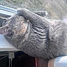 cat, gray_cat, sleeping, paw_covering_face, windowsill, window_screen, sunlight, indoor, pet, feline, fur, cozy, relaxed, resting, animal, closeup, domestic_cat, mammal, quiet, peaceful