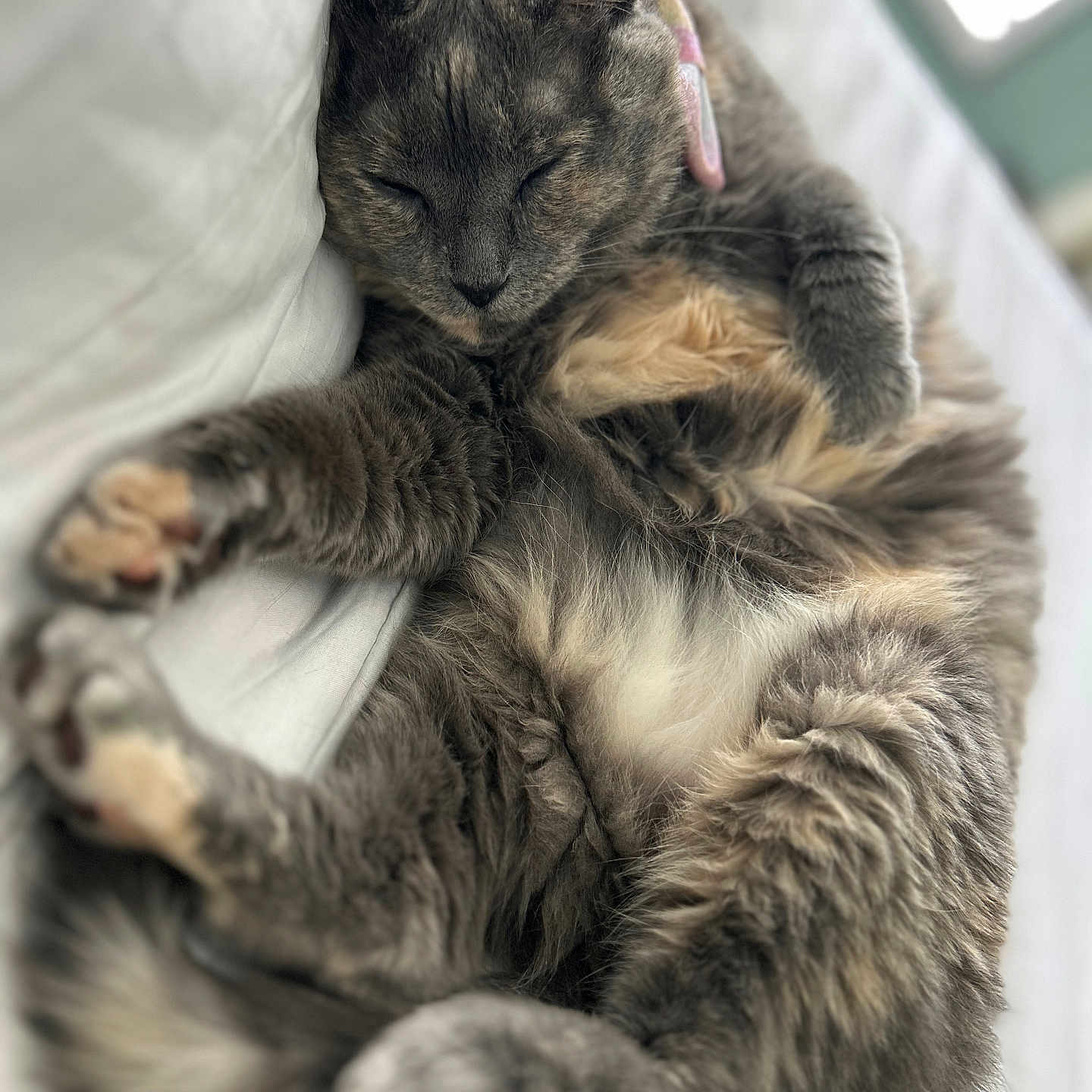 Nova