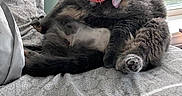 Nova joined the competition — help win amazing prizes! cat, gray_cat, pet, indoor, bed, bedspread, window, collar, bow, fur, whiskers, paws, sitting, relaxed, feline, domestic_animal, animal, cute, cozy, natural_light