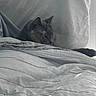 Nova joined the competition — help win amazing prizes! cat, bed, blanket, bedding, indoor, sleeping, resting, cozy, quiet, soft, monochrome, fur, animal, pet, comfort, relaxation, furniture, home, quiet_moment, shaded