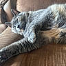 Nova joined the competition — help win amazing prizes! cat, gray_cat, sleeping, couch, furniture, indoor, pet, fur, whiskers, relaxing, cozy, paw, closeup, animal, domestic_animal, nap, resting, soft, home, cute