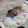 animal, bed, blanket, comfort, cozy, cushion, cute, dog, fabric, floral_pattern, fur, home, indoor, paw, pet, relaxation, resting, sleeping, small_dog, snuggle
