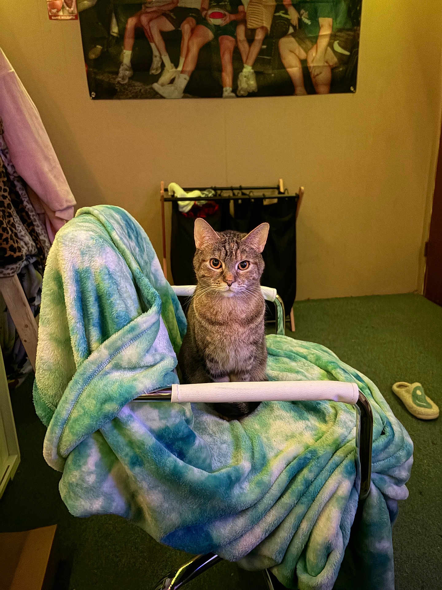 Biscuit is registered to the contest to win money with this photo: cat, tabby_cat, blanket, chair, indoor, pet, fur, eyes, staring, sitting, cozy, slipper, carpet, laundry_hamper, poster, furniture, chrome_frame, home_interior, plush, portrait