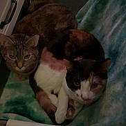 Biscuit joined the competition — help win amazing prizes! cat, cats, calico, tabby, feline, blanket, cozy, indoor, pet, pair, paws, fur, whiskers, face, sitting, looking_at_camera, bedside_drawer, furniture, human_feet, towel