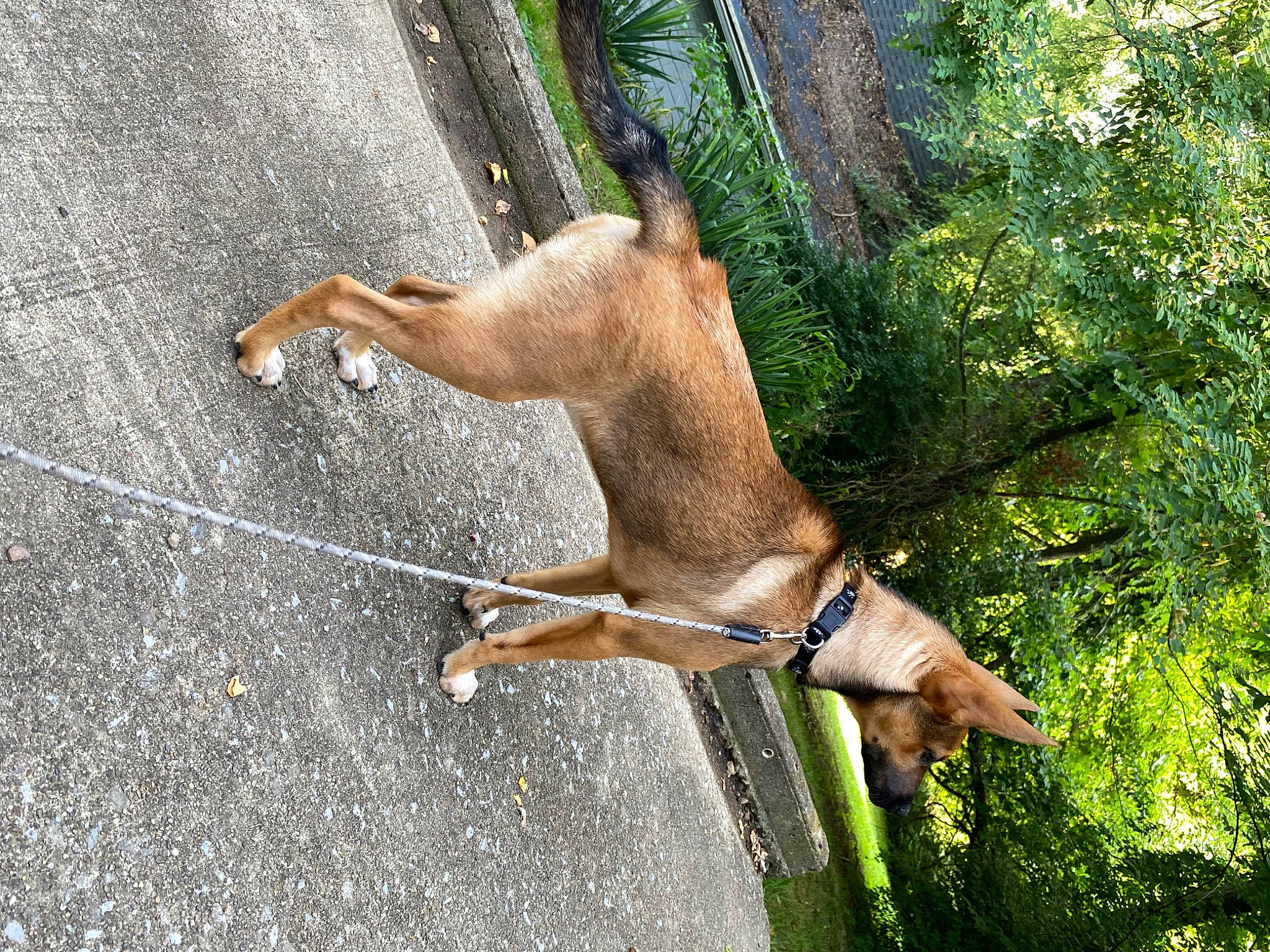 Brownie is registered to the contest to win money with this photo: canidae, carnivore, collar, companion_dog, dog, dog_breed, dog_collar, dog_supply, fawn, grass, hunting_dog, liver, pet_supply, plant, snout, sporting_group, tail, terrestrial_animal, tree, working_animal