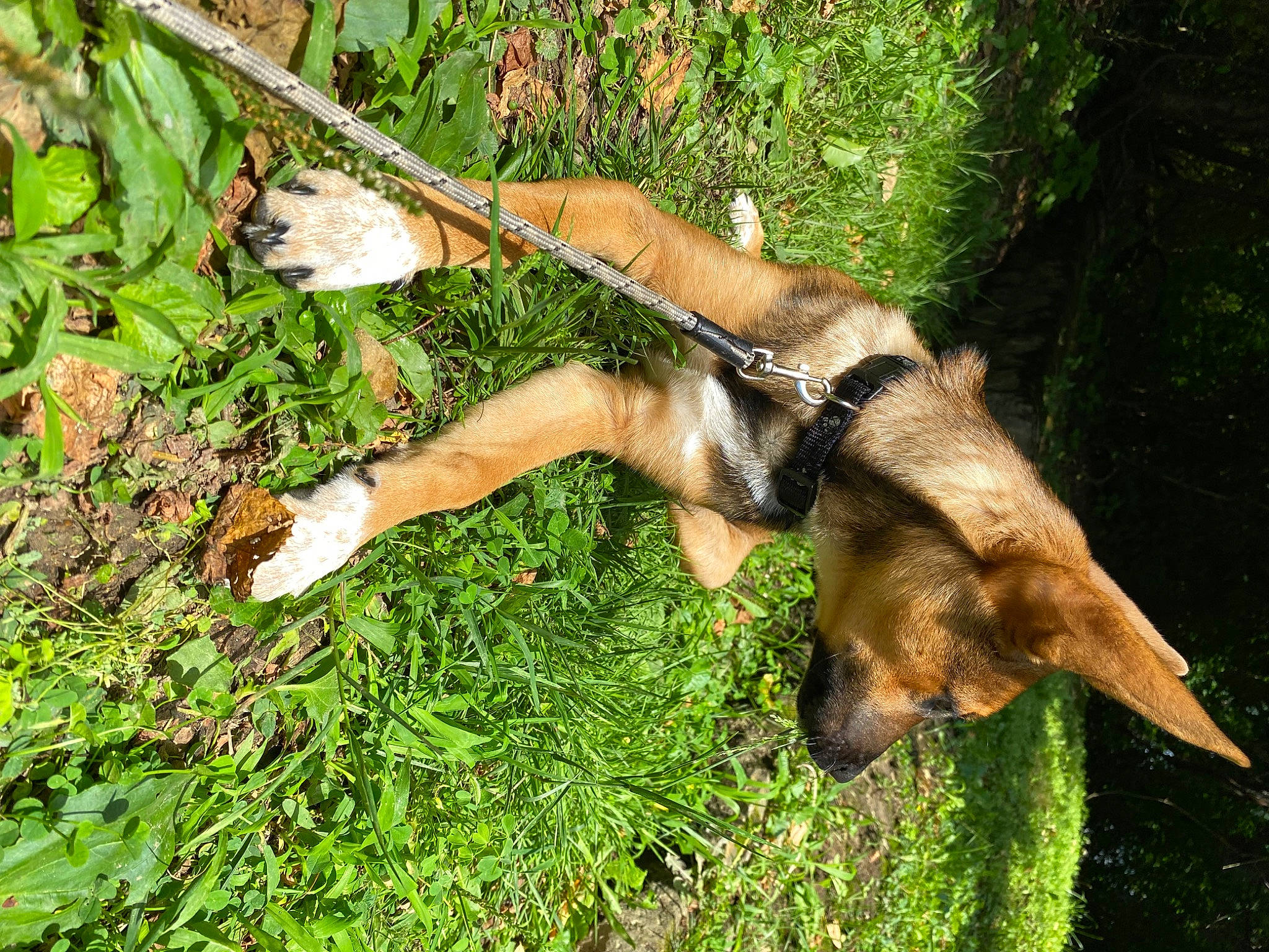 Brownie joined the competition — help win amazing prizes! canidae, carnivore, companion_dog, dog, dog_breed, fawn, foot, grass, groundcover, people_in_nature, plant, sporting_group, tail, terrestrial_animal, tree, watch, wildlife, wood, working_animal, wrist