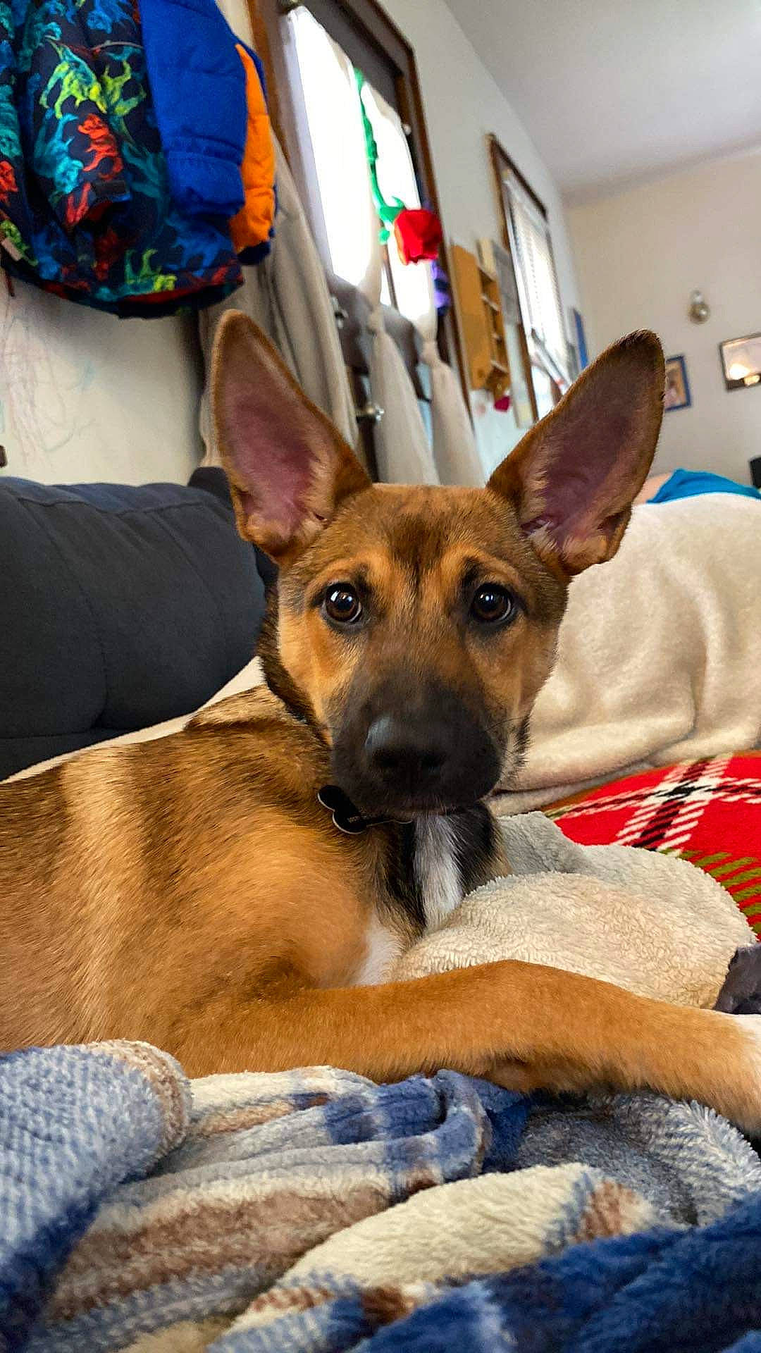 Brownie joined the competition — help win amazing prizes! belgian_shepherd_malinois, canidae, carnivore, comfort, companion_dog, dog, dog_breed, ear, fawn, fur, german_shepherd_dog, herding_dog, old_german_shepherd_dog, picture_frame, snout, sporting_group, terrestrial_animal, whiskers, working_animal, working_dog