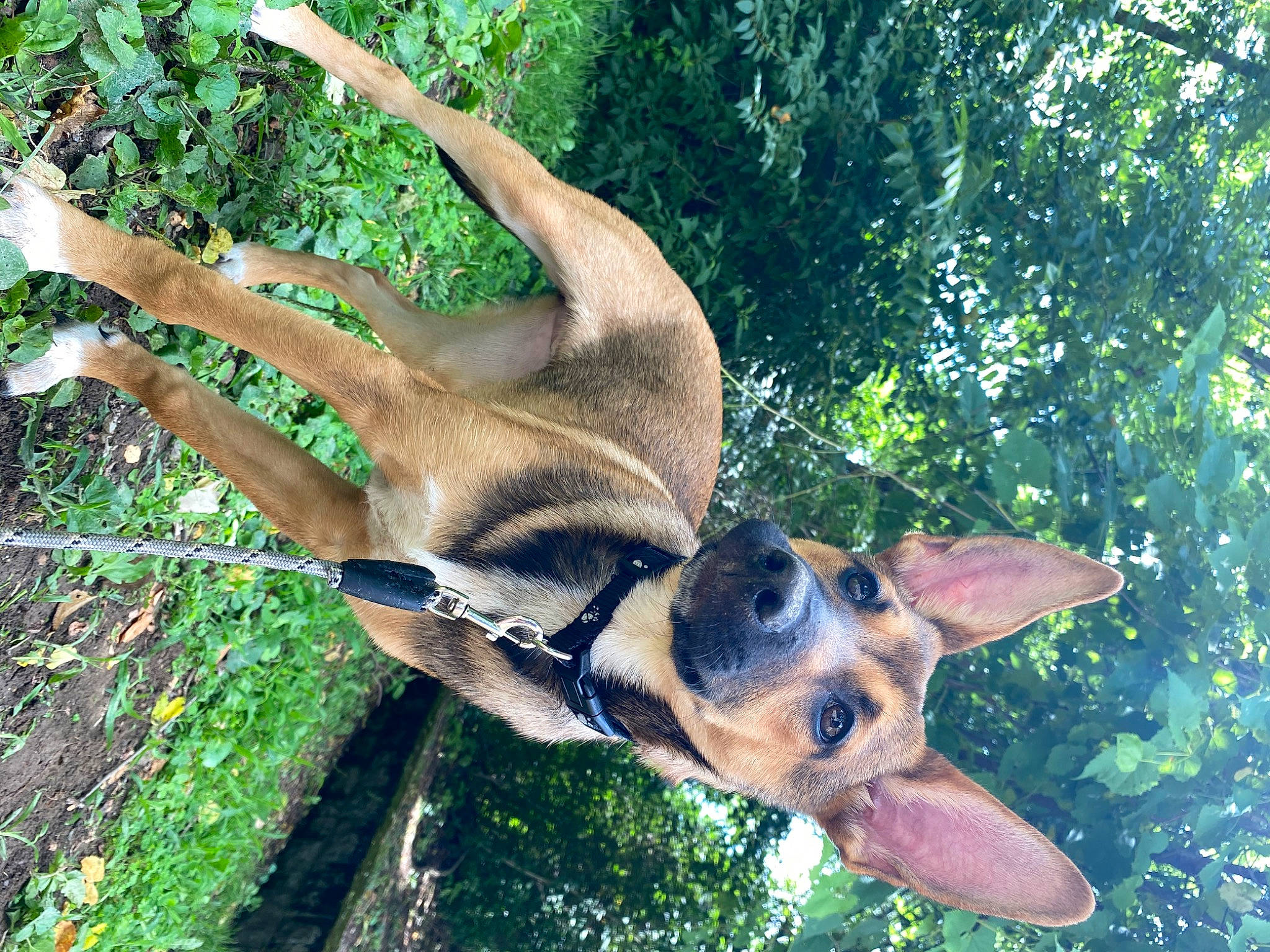 Brownie joined the competition — help win amazing prizes! biting, canidae, carnivore, collar, companion_dog, dog, dog_breed, dog_collar, dog_supply, fawn, grass, pet_supply, plant, snout, sporting_group, tail, terrestrial_animal, tree, wildlife, working_animal