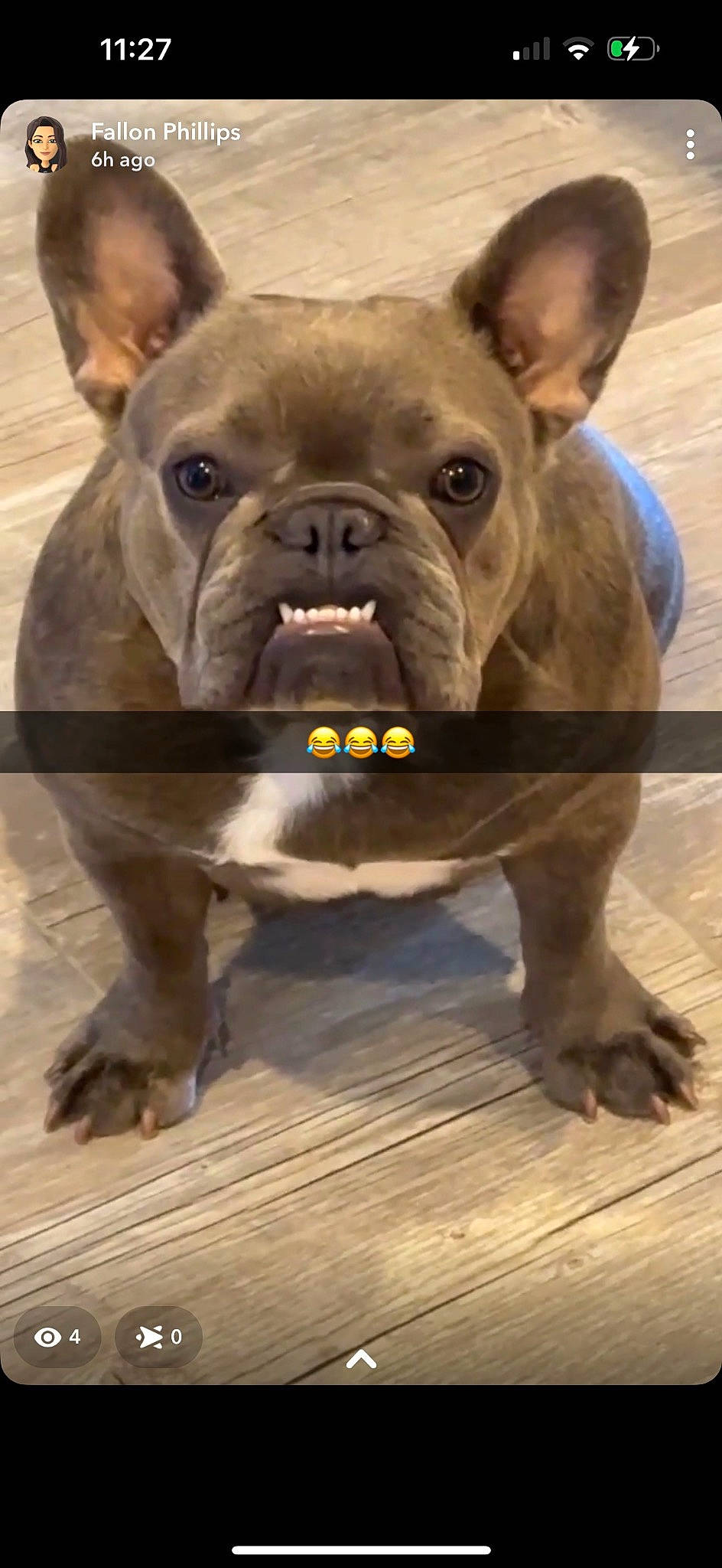 Penny joined the competition — help win amazing prizes! bulldog, canidae, carnivore, companion_dog, dog, dog_breed, ear, fawn, french_bulldog, fur, liver, molosser, paw, snout, sporting_group, terrestrial_animal, toy_dog, whiskers, working_animal, wrinkle