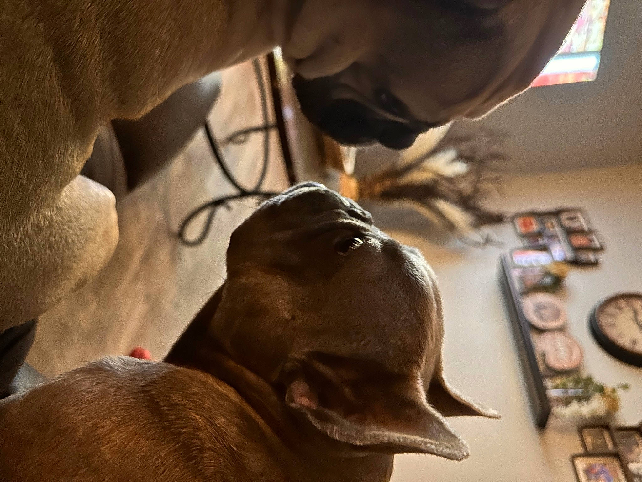 Penny joined the competition — help win amazing prizes! carnivore, cat, clock, comfort, ear, eyelash, eyewear, fashion_accessory, fawn, felidae, fur, liver, mouth, organism, small_to_medium_sized_cats, snout, sporting_group, whiskers, working_animal, wrinkle