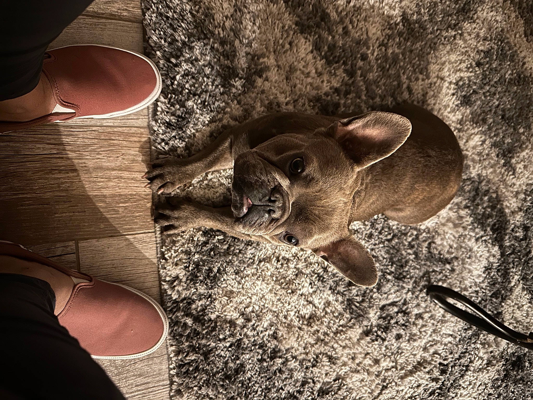 Penny is registered to the contest to win money with this photo: black, carnivore, circle, cool, dog, dog_breed, fawn, felidae, flooring, glasses, grass, shoe, small_to_medium_sized_cats, snout, tail, terrestrial_animal, tints_and_shades, whiskers, wood, working_animal